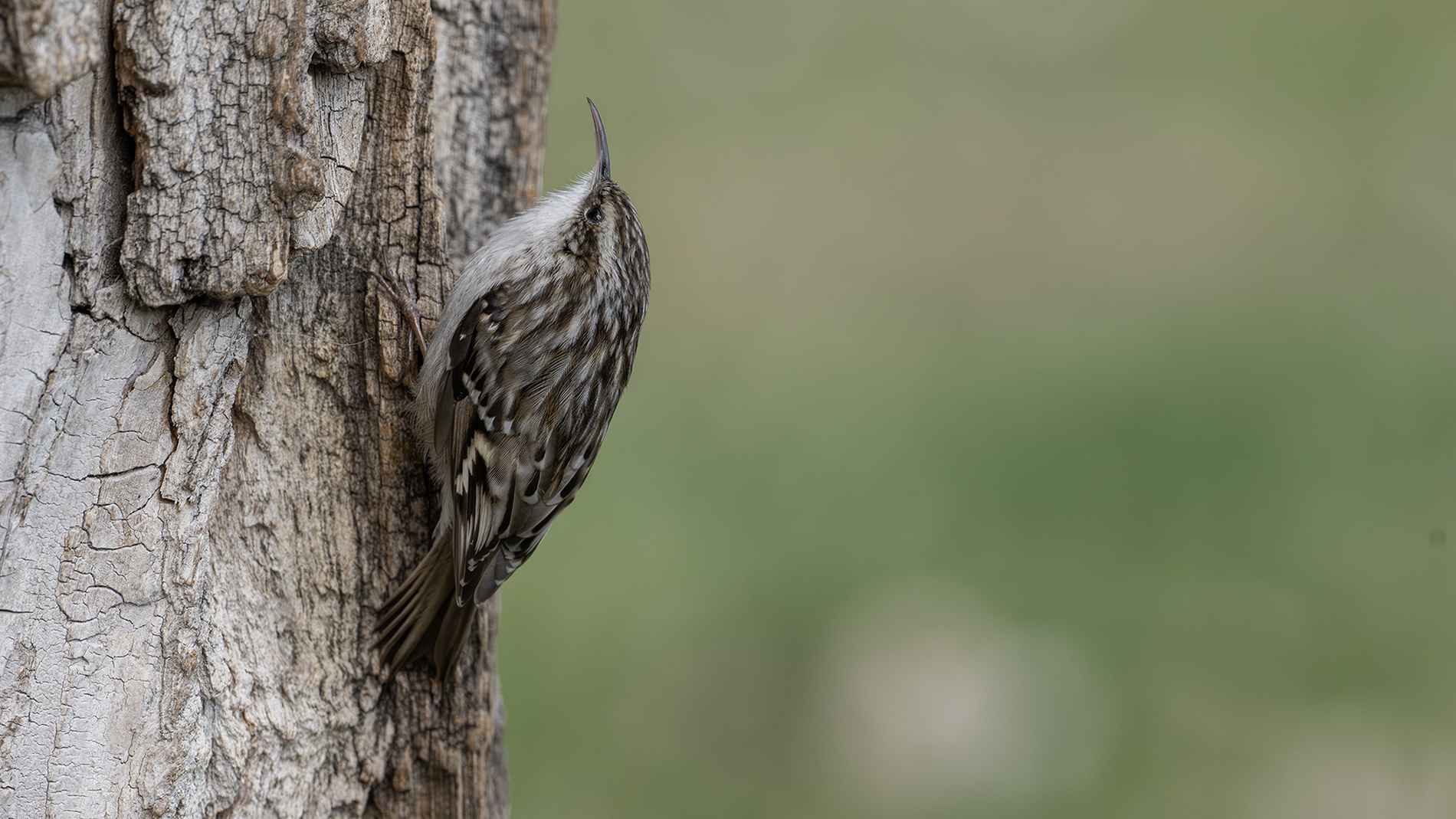 Short-toed Treecreeper